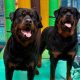 The Pawground Stockton: a soft play experience for your dog