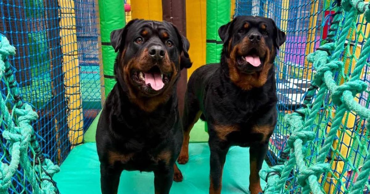 The Pawground Stockton: a soft play experience for your dog
