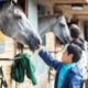 Behind-the-scenes look at horse racing in the North East