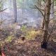 Cause of large woodland fire at Coundon Grange unknown