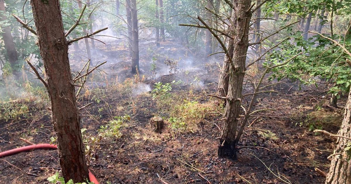 Cause of large woodland fire at Coundon Grange unknown
