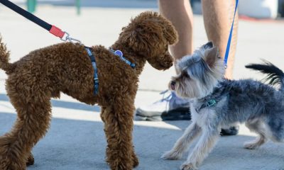 How to safely introduce my dog to another pet at home