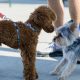 How to safely introduce my dog to another pet at home