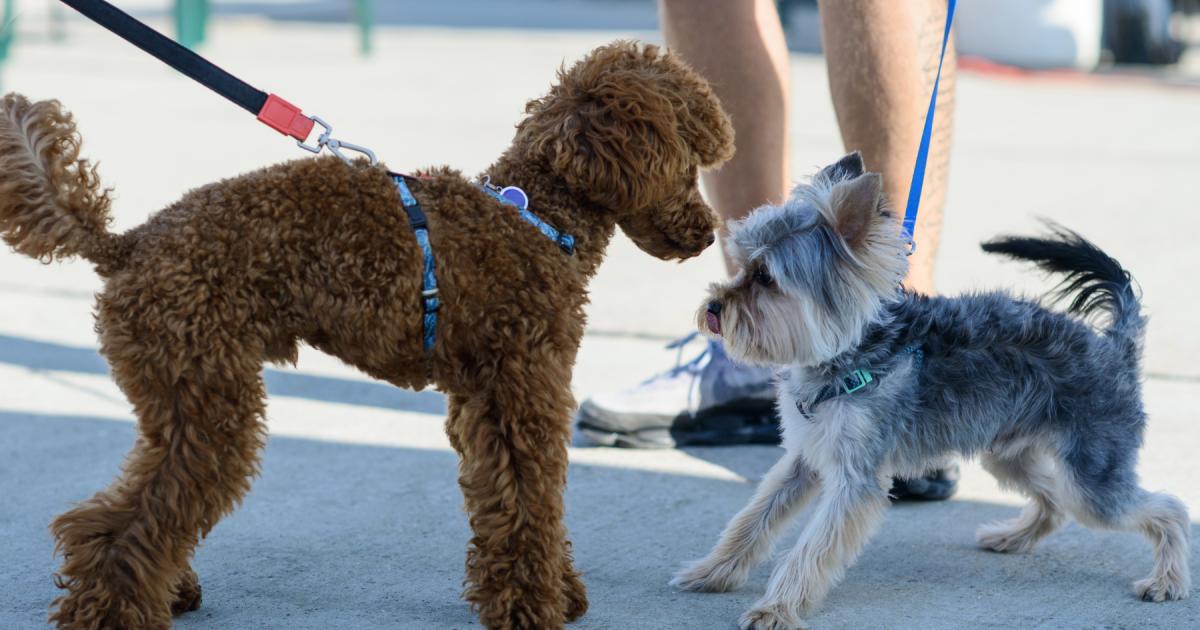 How to safely introduce my dog to another pet at home