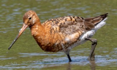 Incredibly rare breeding bird spotted in the North East