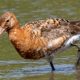 Incredibly rare breeding bird spotted in the North East