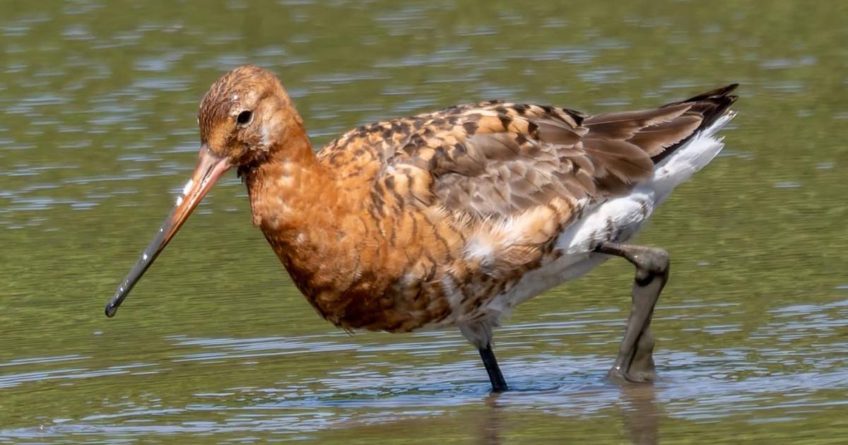 Incredibly rare breeding bird spotted in the North East