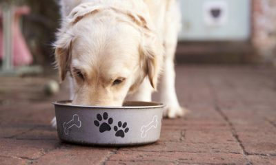 Years dog food recalled amid fears of causing eye issues