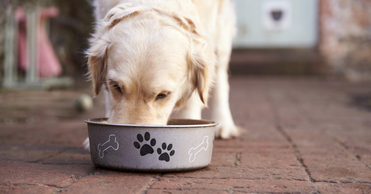 Years dog food recalled amid fears of causing eye issues