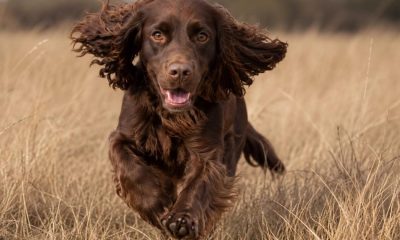 Harrisons vet urgent warning to dog owners to check after every walk