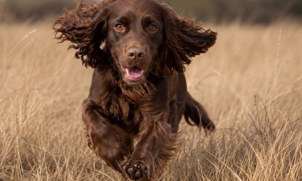 Harrisons vet urgent warning to dog owners to check after every walk