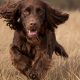 Harrisons vet urgent warning to dog owners to check after every walk