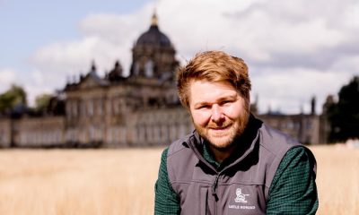 Castle Howard introduces rare White Park cattle onto estate