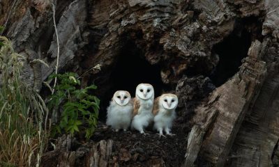 Barn owls' pellets help track invasive shrew's spread on Teesside