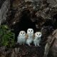 Barn owls' pellets help track invasive shrew's spread on Teesside
