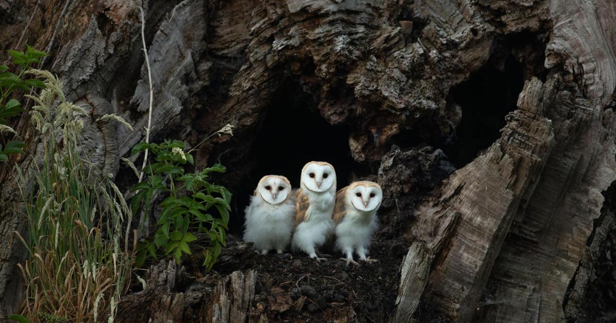 Barn owls' pellets help track invasive shrew's spread on Teesside