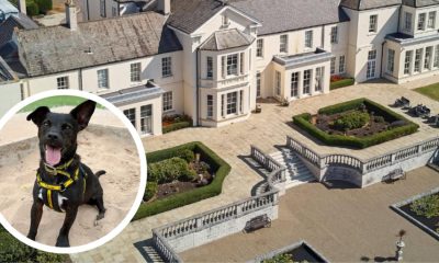 Seaham Hall to host Dogs Trust Darlington event with treats and games