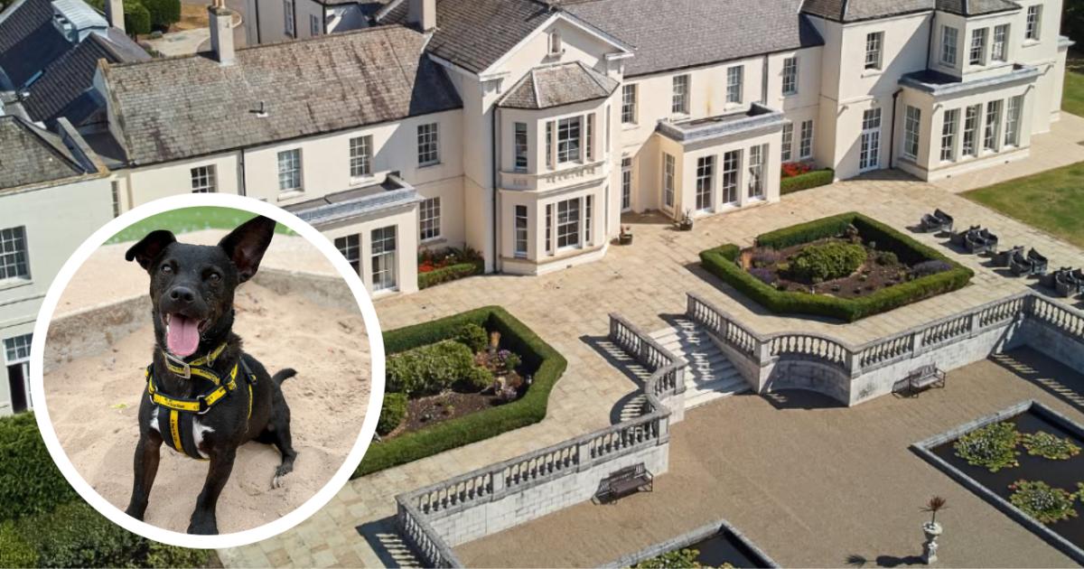 Seaham Hall to host Dogs Trust Darlington event with treats and games