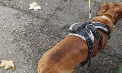 Police look for owner of dog that bit man while on lead