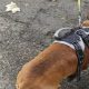 Police look for owner of dog that bit man while on lead