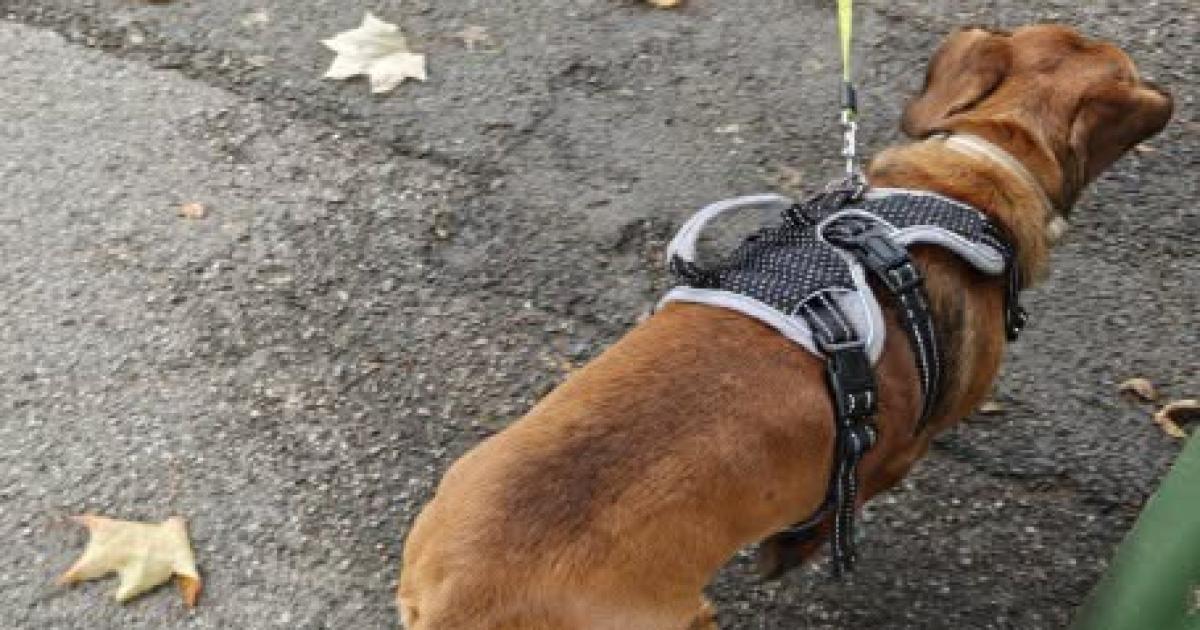 Police look for owner of dog that bit man while on lead