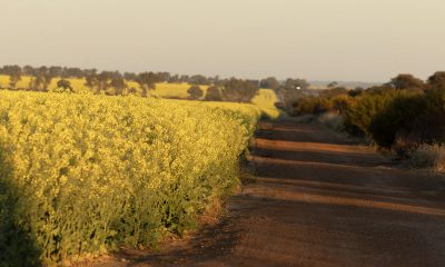 Rabobank finds strong case for WA canola crushing industry