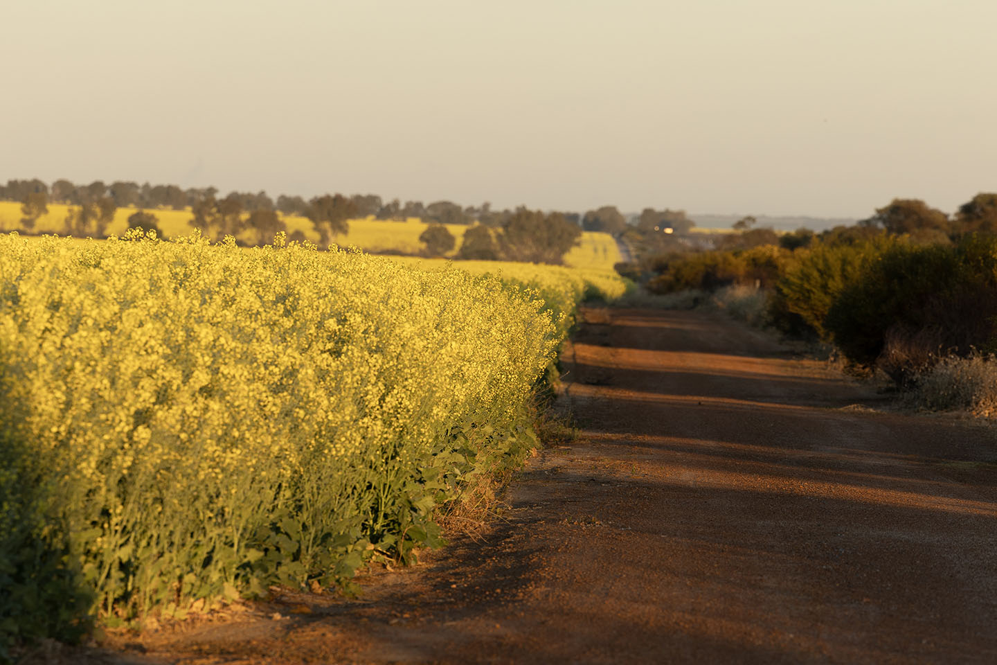 Rabobank finds strong case for WA canola crushing industry