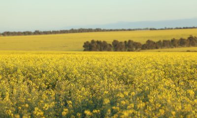 Frost, poor rain ends talk of another bumper crop for WA farmers