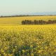 Frost, poor rain ends talk of another bumper crop for WA farmers
