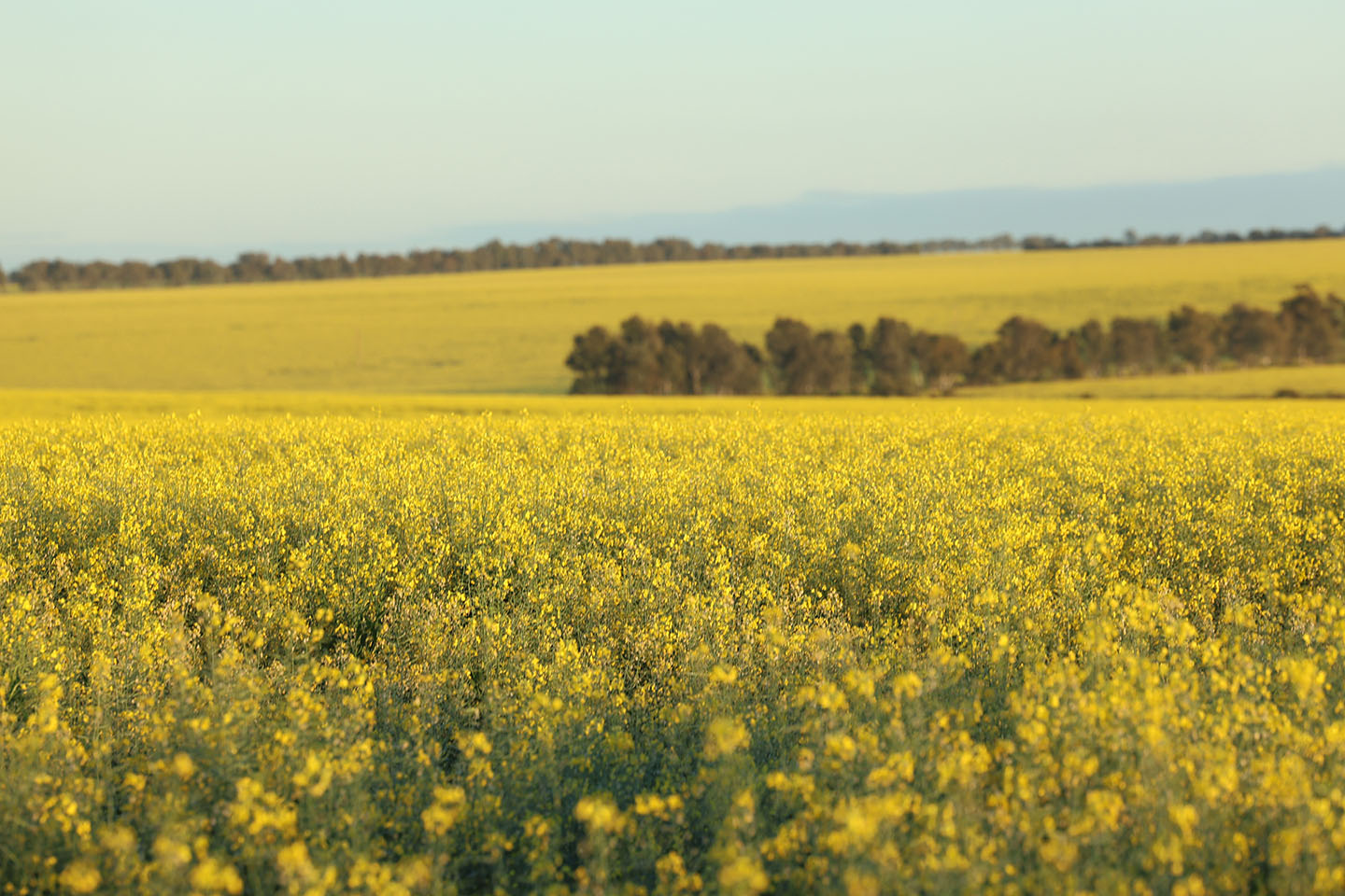 Frost, poor rain ends talk of another bumper crop for WA farmers