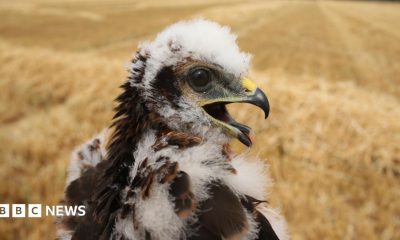 A handout photograph of a small fluffy harrier chicks, with a curved yellow and black beak.