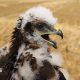 A handout photograph of a small fluffy harrier chicks, with a curved yellow and black beak.