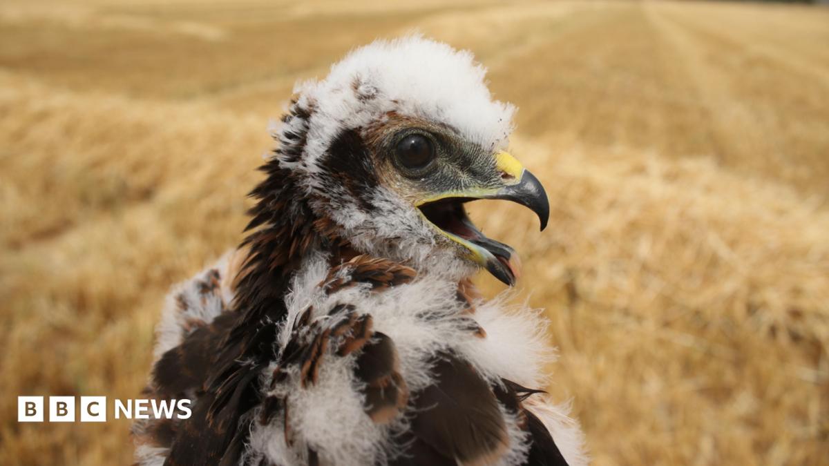 A handout photograph of a small fluffy harrier chicks, with a curved yellow and black beak.