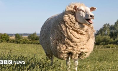 Different coloured woolly jumpers