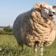Different coloured woolly jumpers