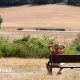 A man with his hands on his head sits on a bench and looks out at a parched field, with a tree in the middle distance