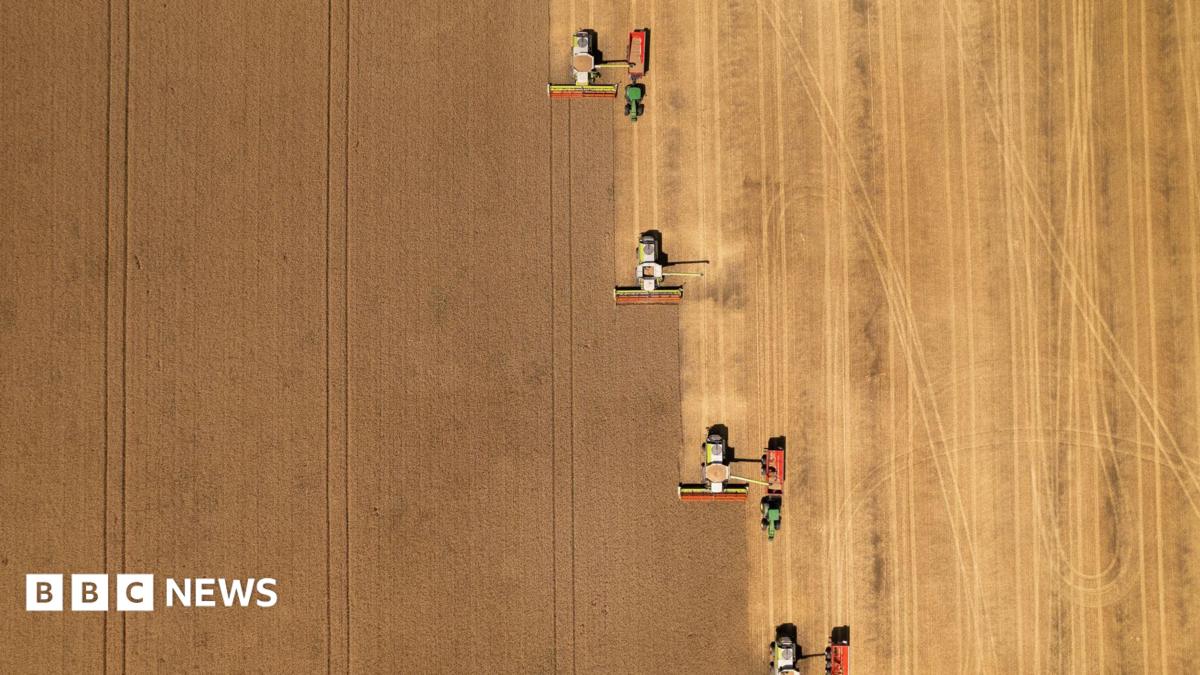 An aerial image of a brown field of crops being harvested by four combine harvesters