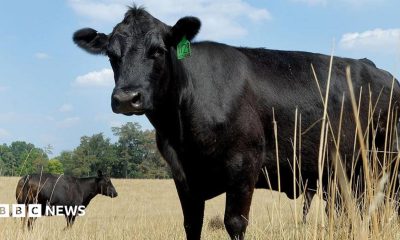 Cattle standing in a dried out field in Texas