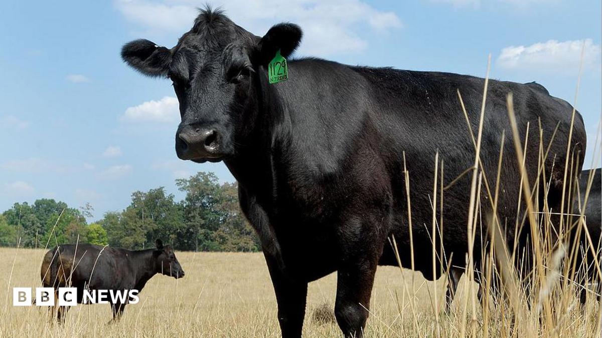 Cattle standing in a dried out field in Texas