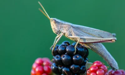 How To Find And Remove Bugs In Your Blackberries