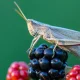 How To Find And Remove Bugs In Your Blackberries
