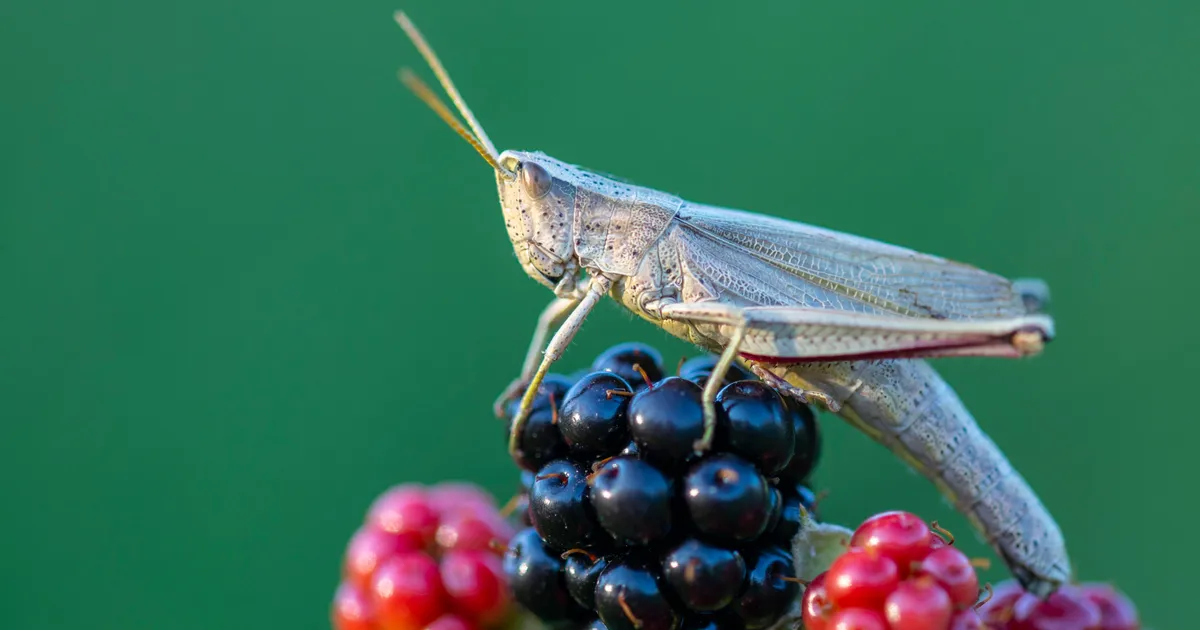 How To Find And Remove Bugs In Your Blackberries