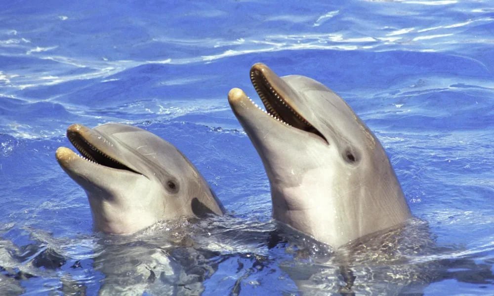 BBC Documentary RevealsDolphins Taunt Pufferfish For This One Hilarious Reason