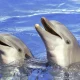 BBC Documentary RevealsDolphins Taunt Pufferfish For This One Hilarious Reason