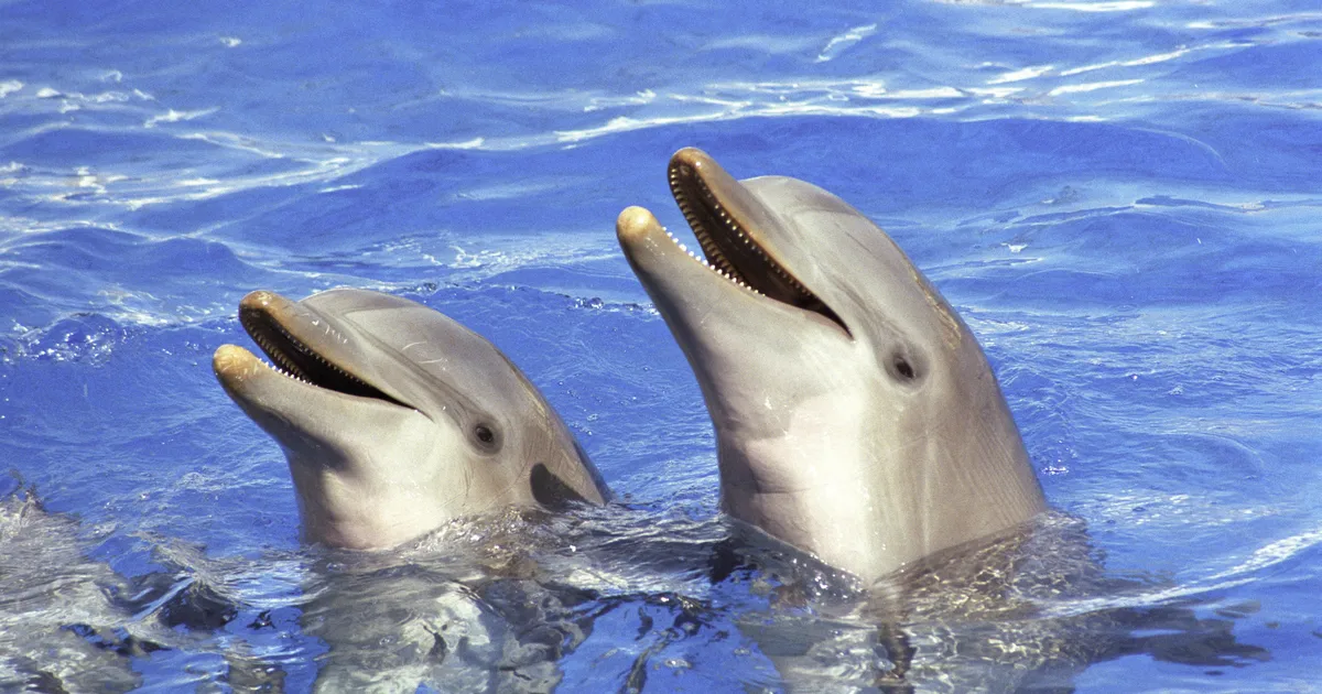 BBC Documentary RevealsDolphins Taunt Pufferfish For This One Hilarious Reason