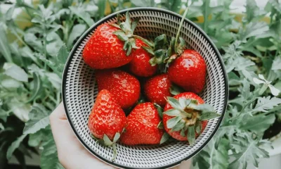 Strawberries in a bowl
