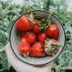 Strawberries in a bowl