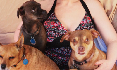 The author and her rescued chihuahuas, her favorite breed, in 2009.