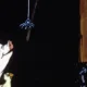 Charlotte's Web