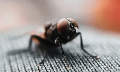 How To Get Rid Of House Flies In Your Home